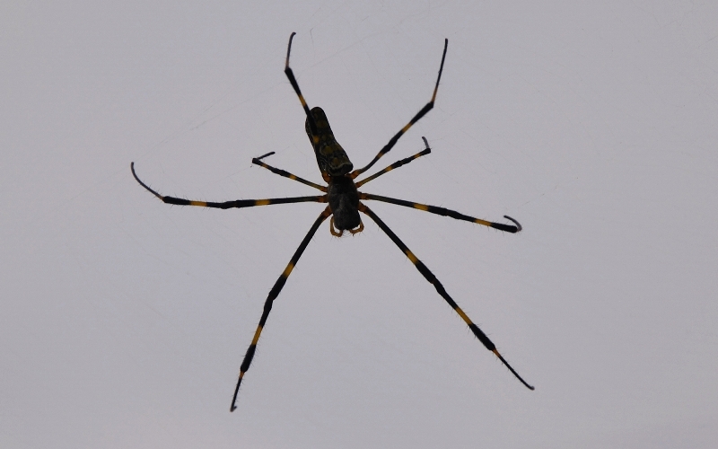 big_spider