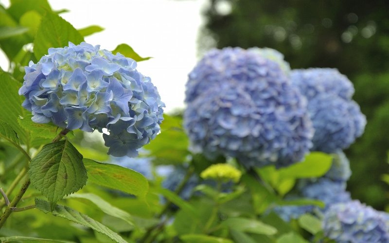 紫陽花